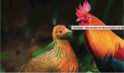 Article les poules, la fabuleuse histoire d'une domestication